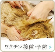 ワクチン接種予防