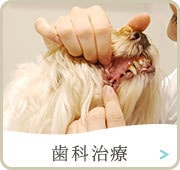 歯科治療
