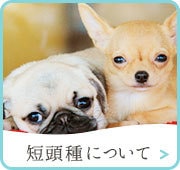 短頭種紹介